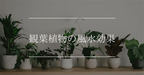 風水植物|観葉植物の風水｜場所と効果別のおすす